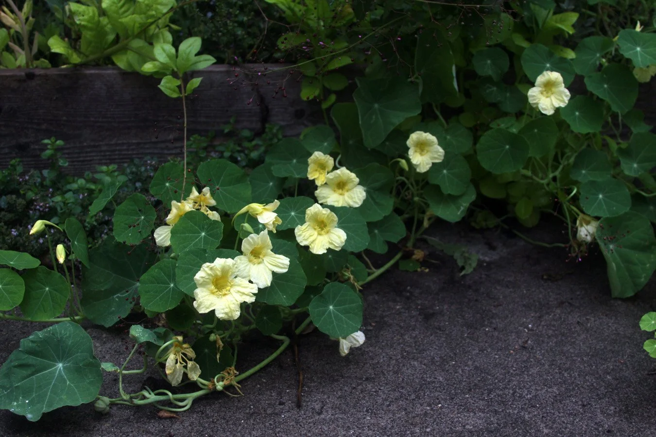 pale yellow nasturtiums spill out of their raised bed and onto a patio