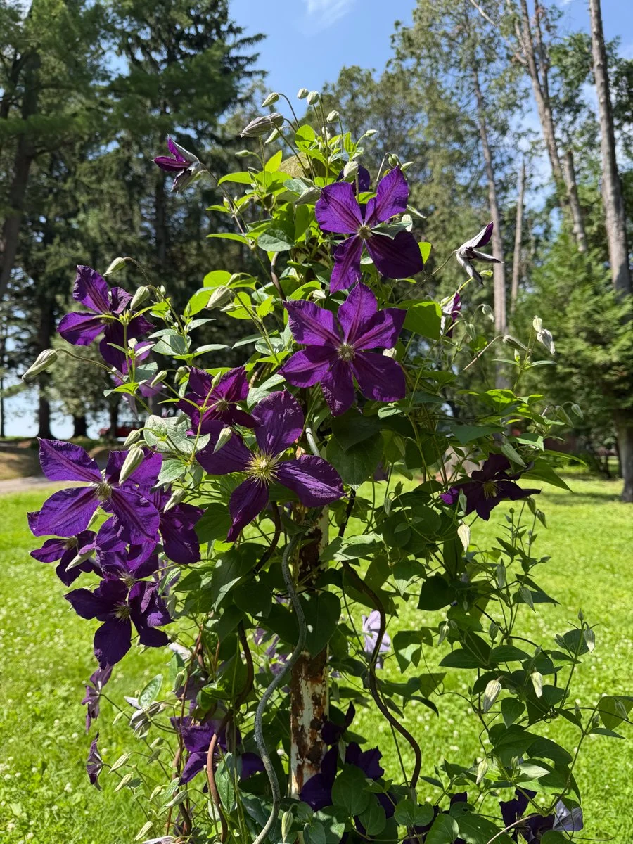 a beautiful purple clematis growing on a rusty metal pole