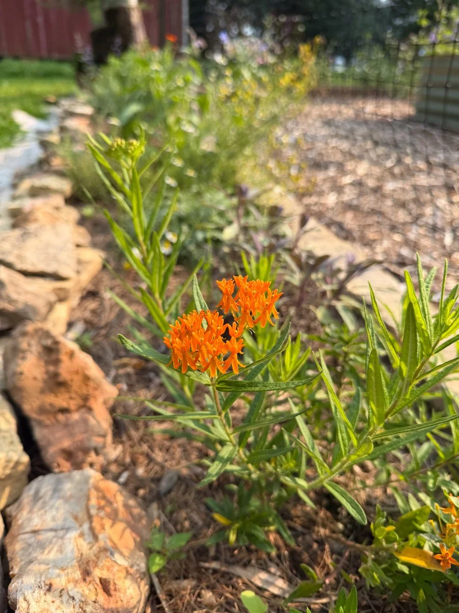 orange butterfly weed blooming in a rock-lined garden bed