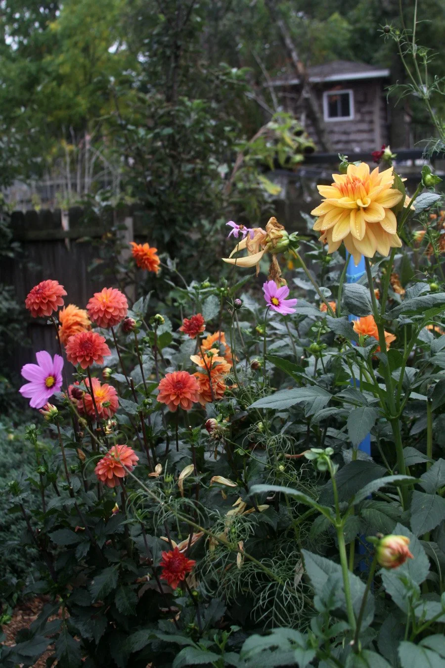 pink cosmos and two colors of orange dahlias mingle together in a garden
