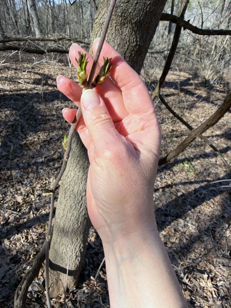 new spring growth on the branch of an elderberry shrub