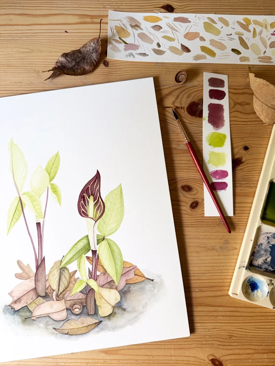 Anne Butera's in progress Jack in the Pulpit watercolor painting
