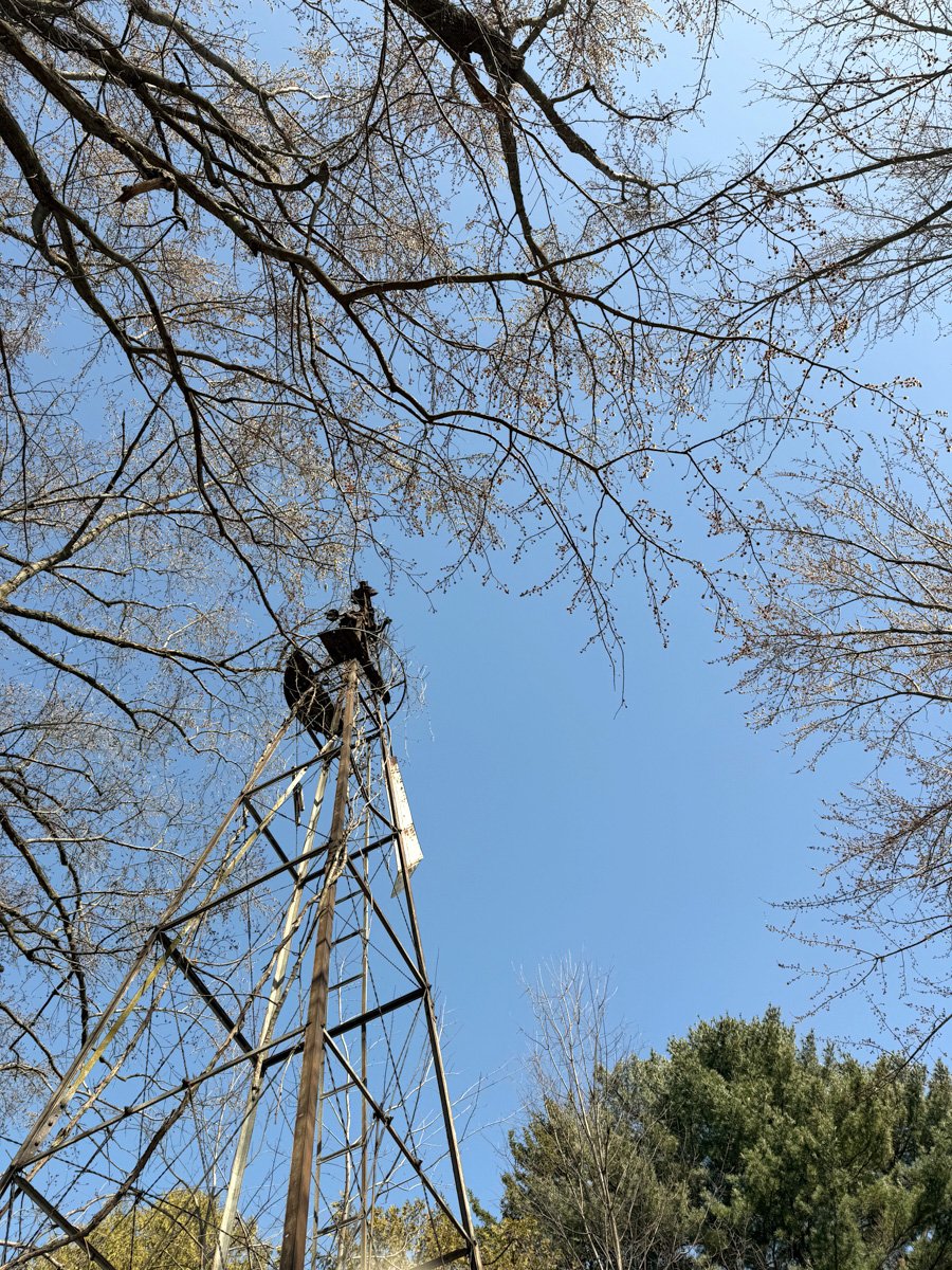 Signs of spring include fluffy silver maple blooms. Beautiful against a blue sky.