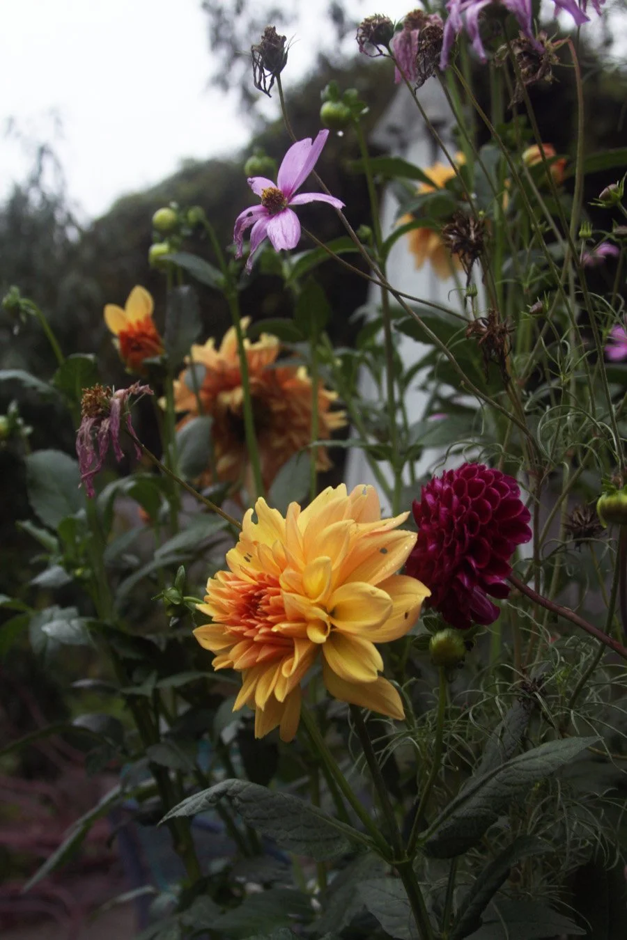 Peach and purple dahlias grow together with pink cosmos flowers