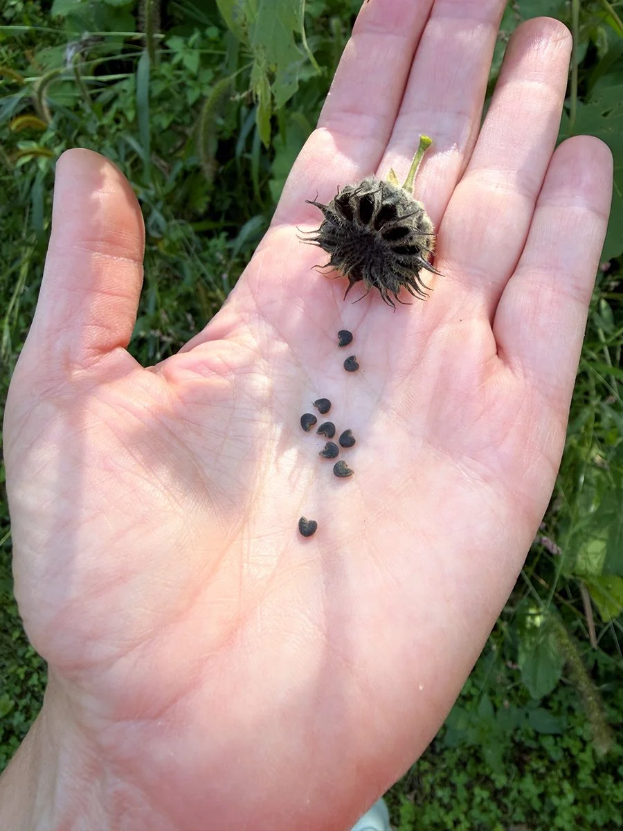 velvet leaf seeds are shaped like tiny hearts!