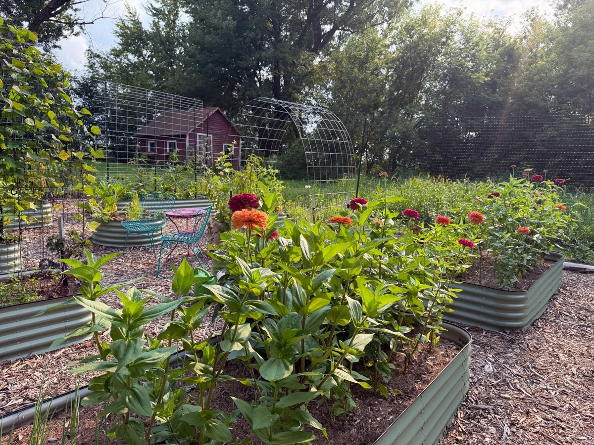 evening light in Anne Butera's raised bed kitchen garden