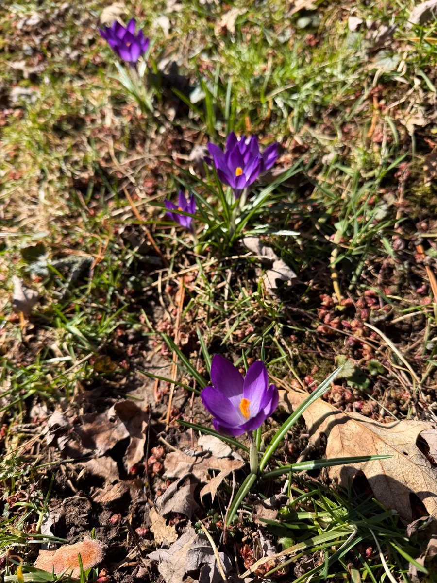 crocuses in the grass are a surprise of purple