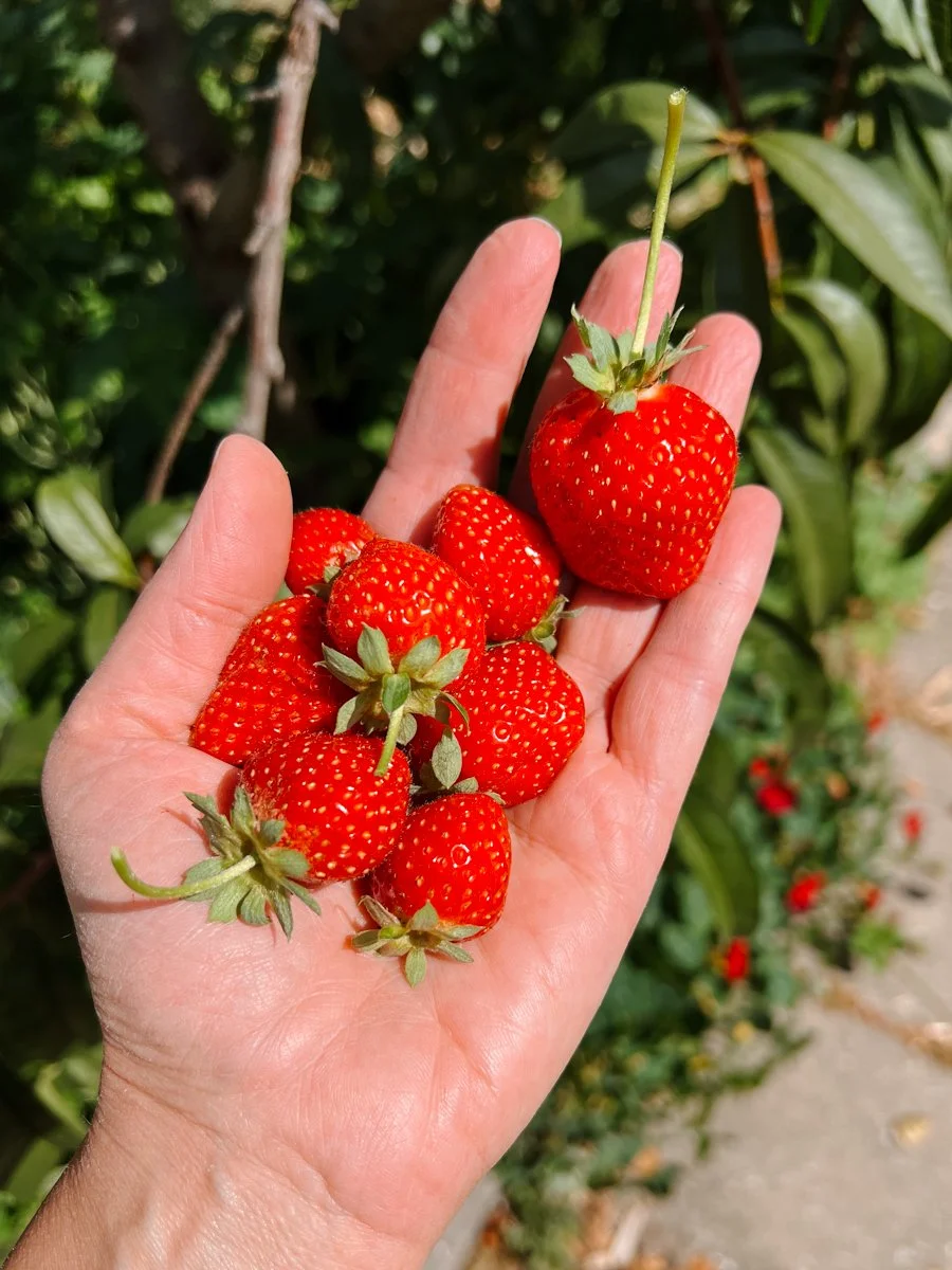 A handful of sweet strawberries fresh picked in the garden