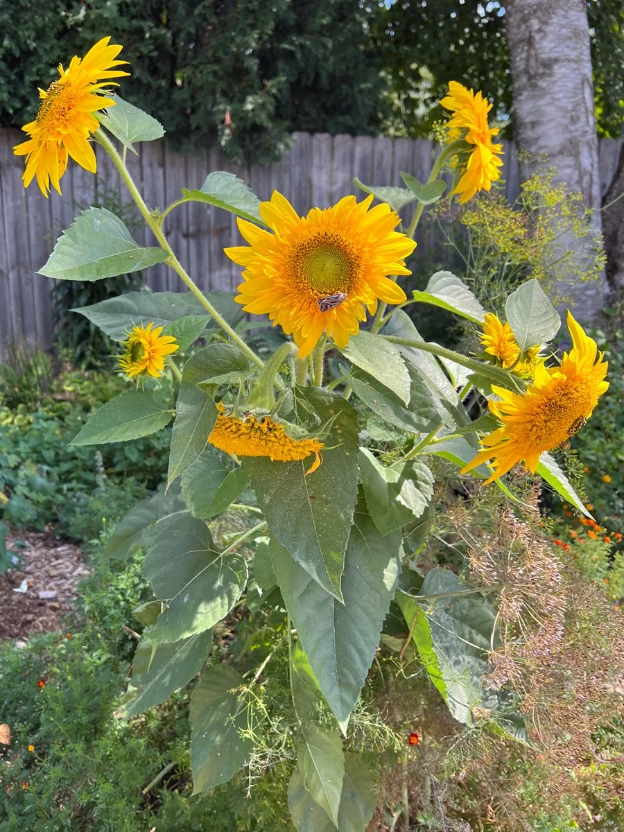 joyful yellow sunflowers in a wild and beautiful garden