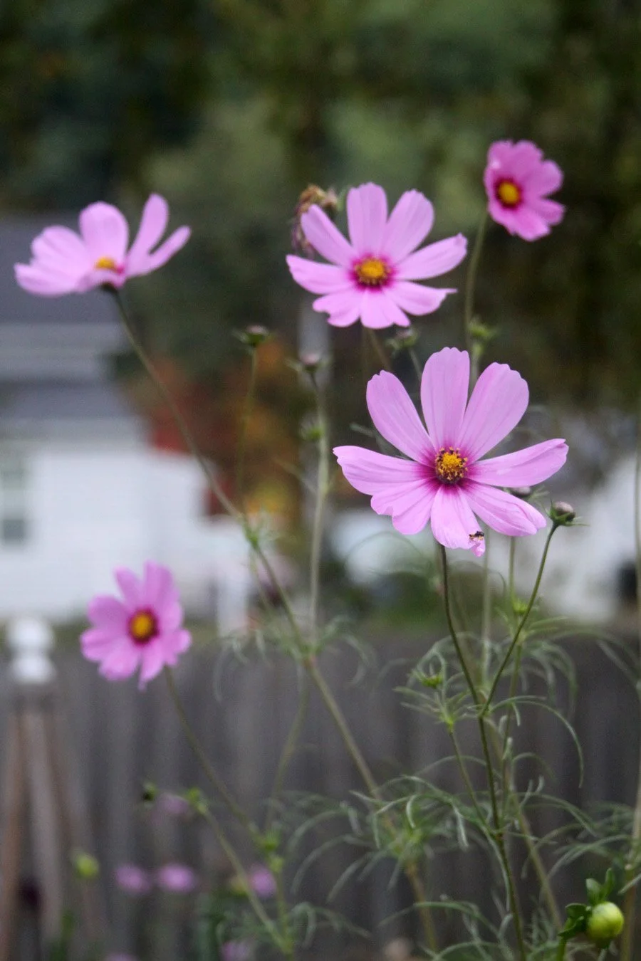pink cosmos flowers reaching for the sky