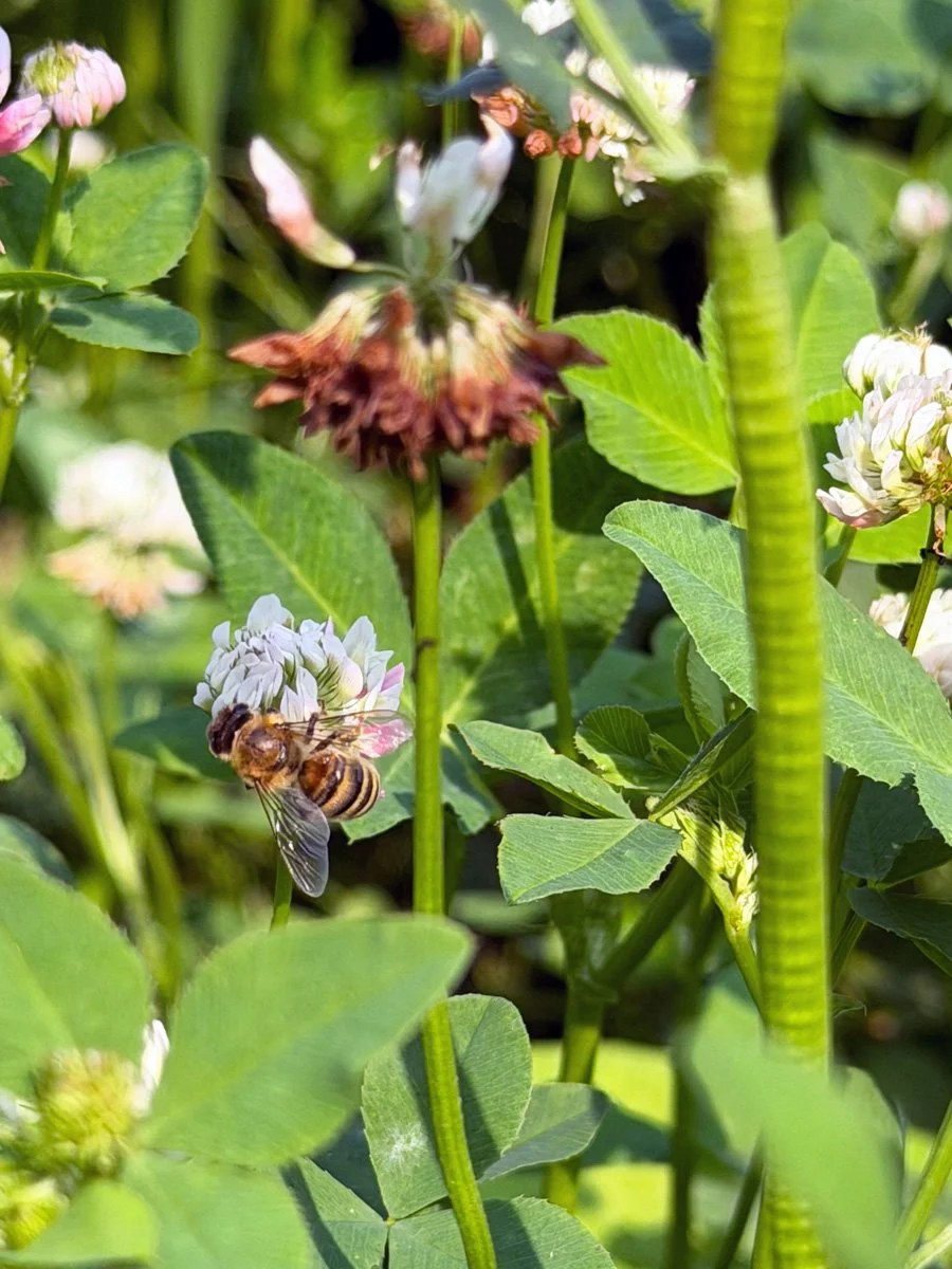 a honeybee at a clover flower