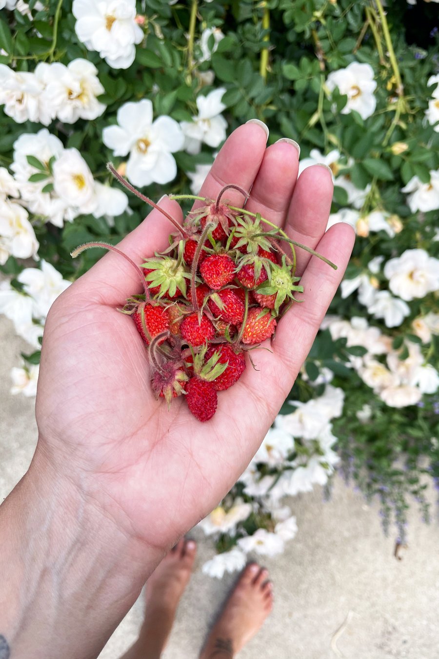 Botanical Embroidery Design: an Exciting New Direction For My Art — My  Giant Strawberry: Creative Joy, Watercolor Art and Garden Magic