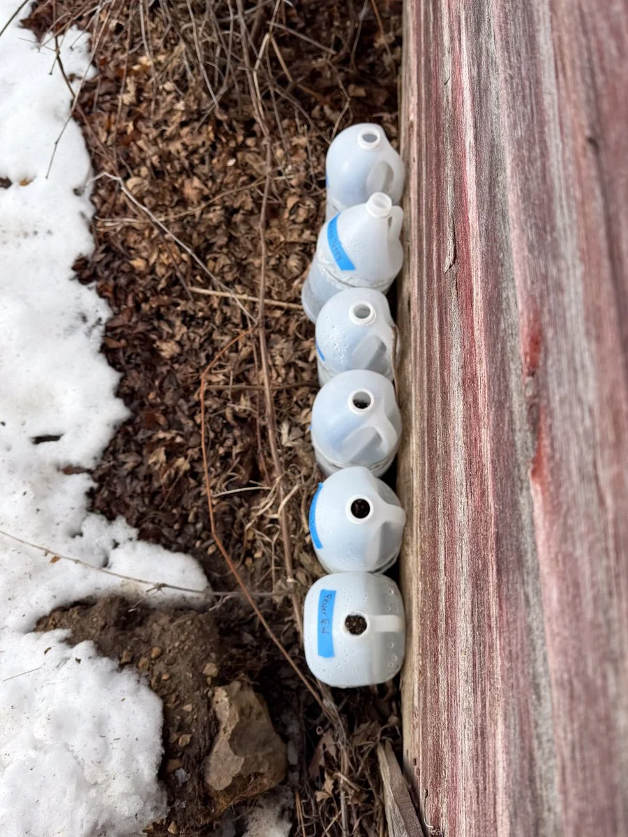 a row of plastic jugs used for winter sowing