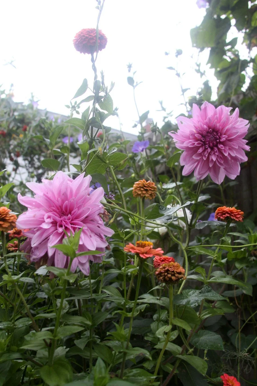pink dahlias and orange zinnias grow beautifully together with vining morning glories