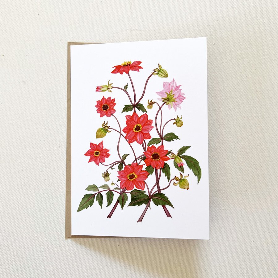 Red Dahlias.jpg