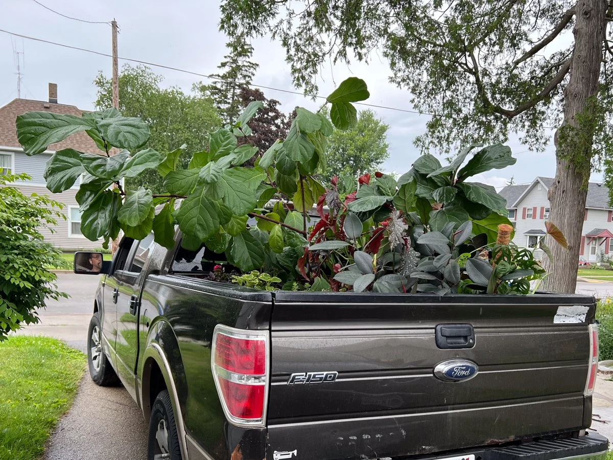 a pickup truck filled with plants including a giant fiddle leaf fig