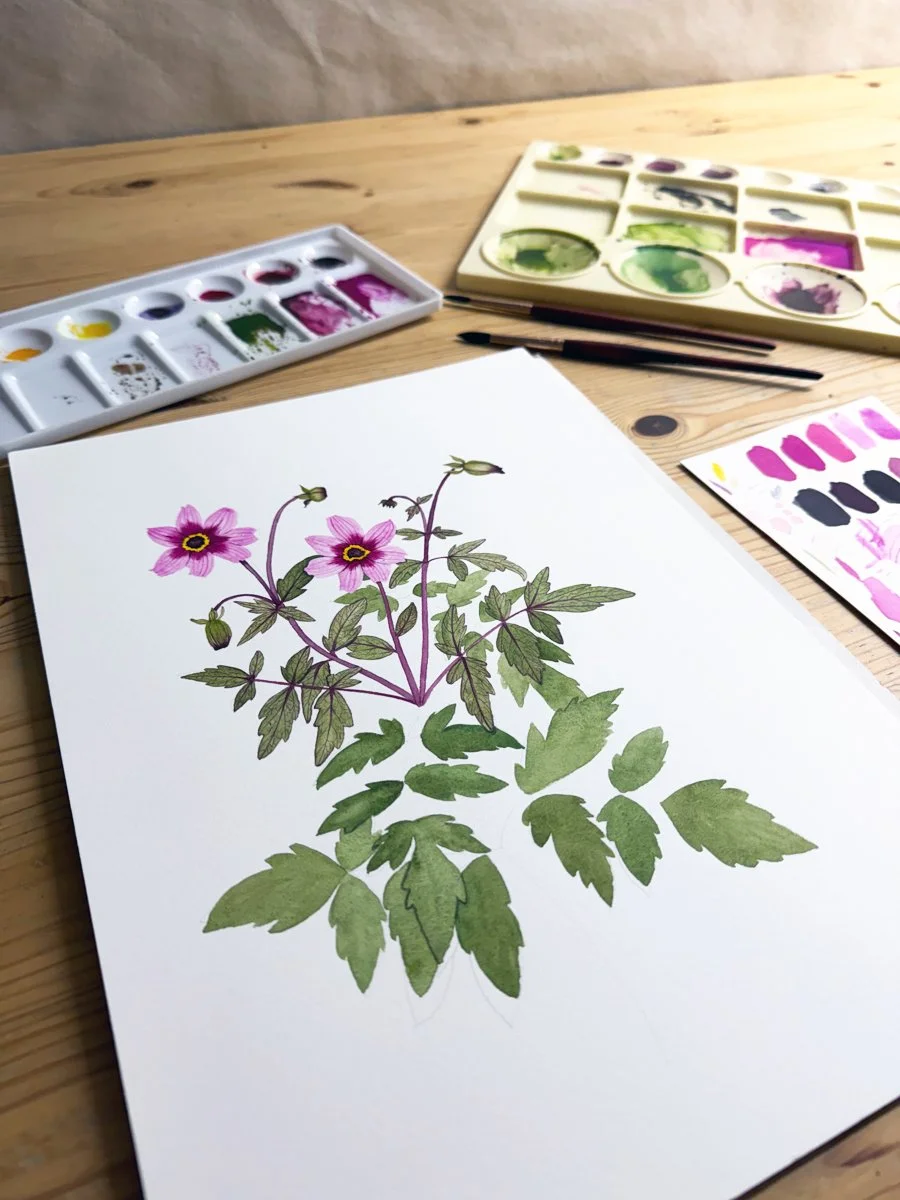 a watercolor painting of dahlias is in process on Anne Butera's painting table