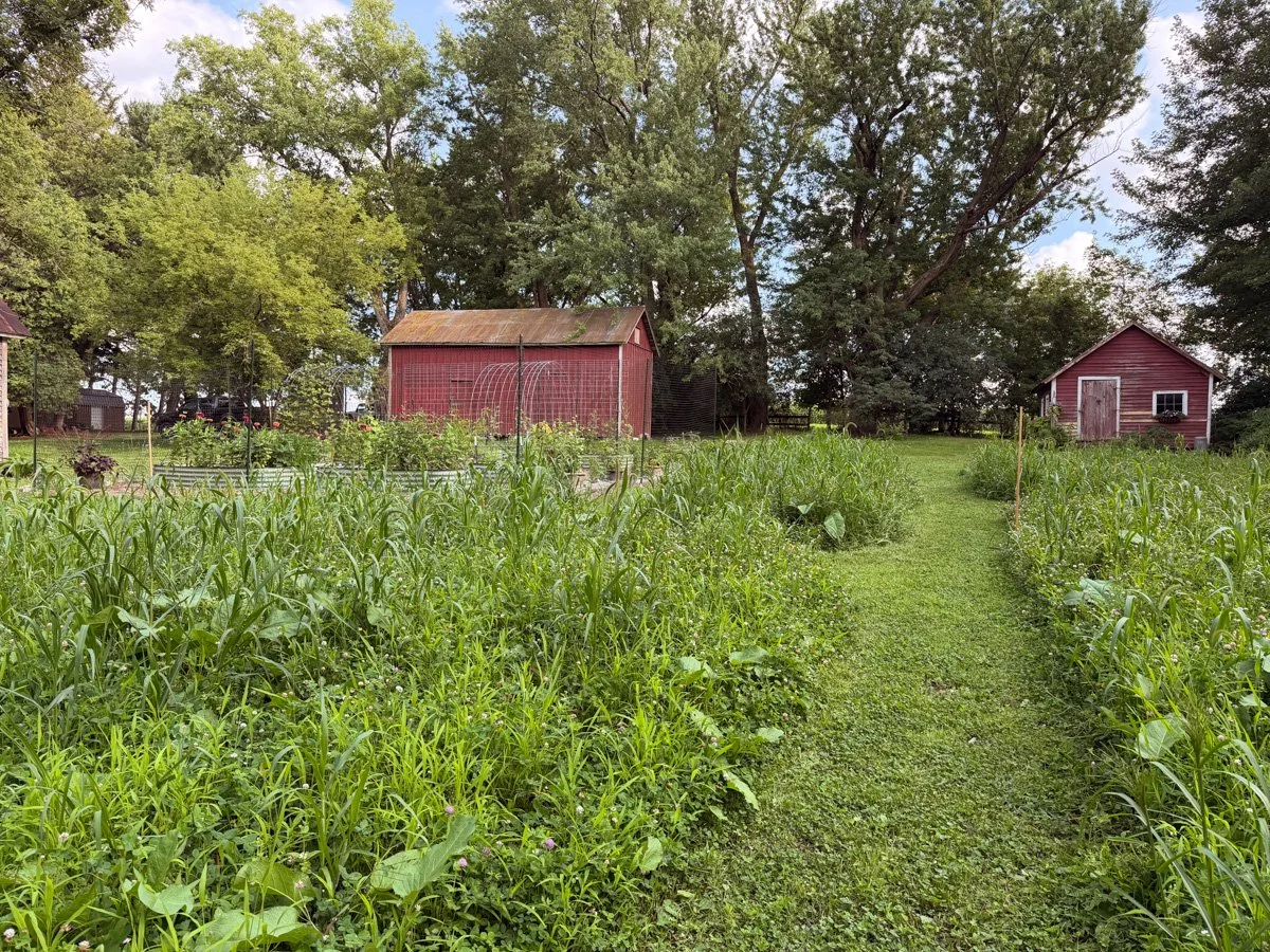 A path through the meadow to the garden and outbuildings