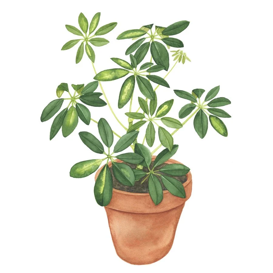Schefflera.jpg