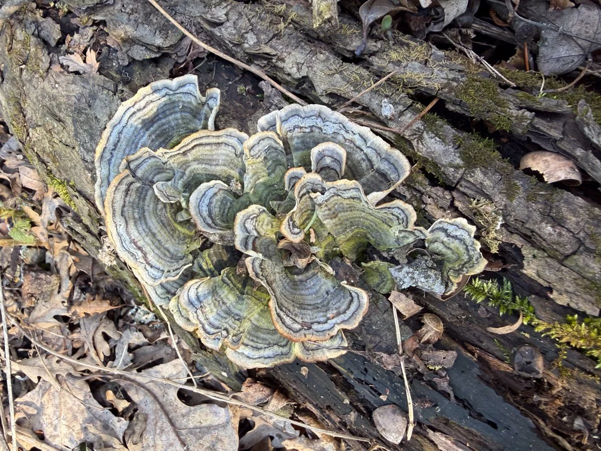 beautiful mushrooms on a rotting log in the woods