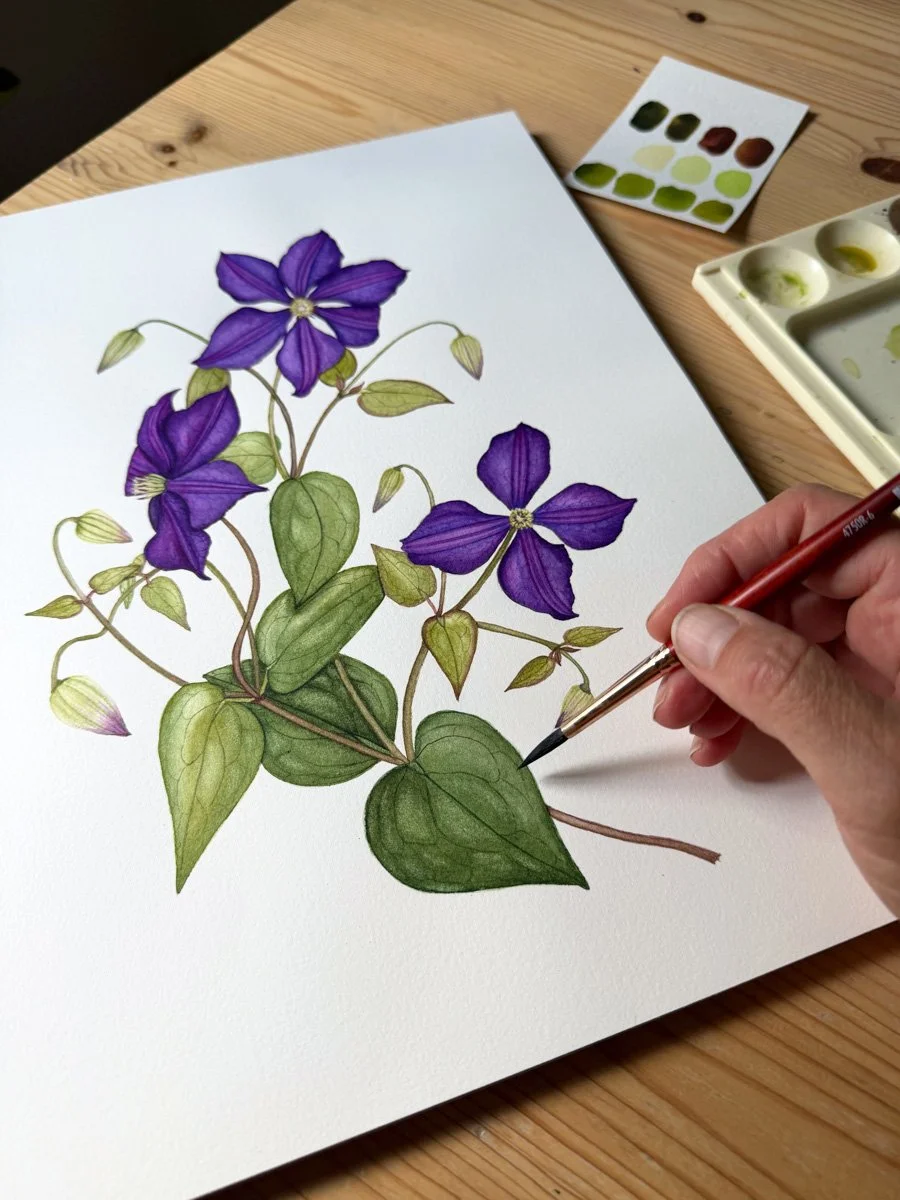 Anne Butera puts the finishing touches on a botanical watercolor painting of purple clematis flowers