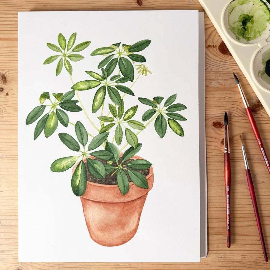 Schefflera Painting.jpg