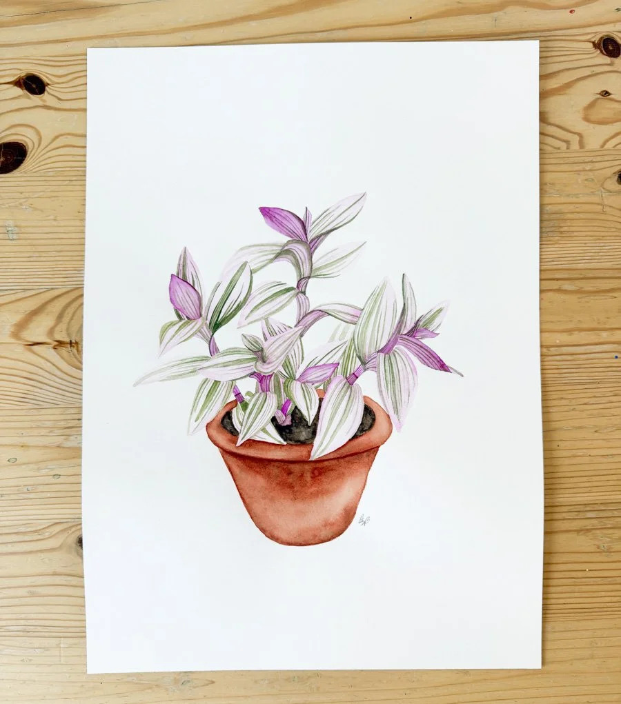 Pink Tradescantia Painting.jpg