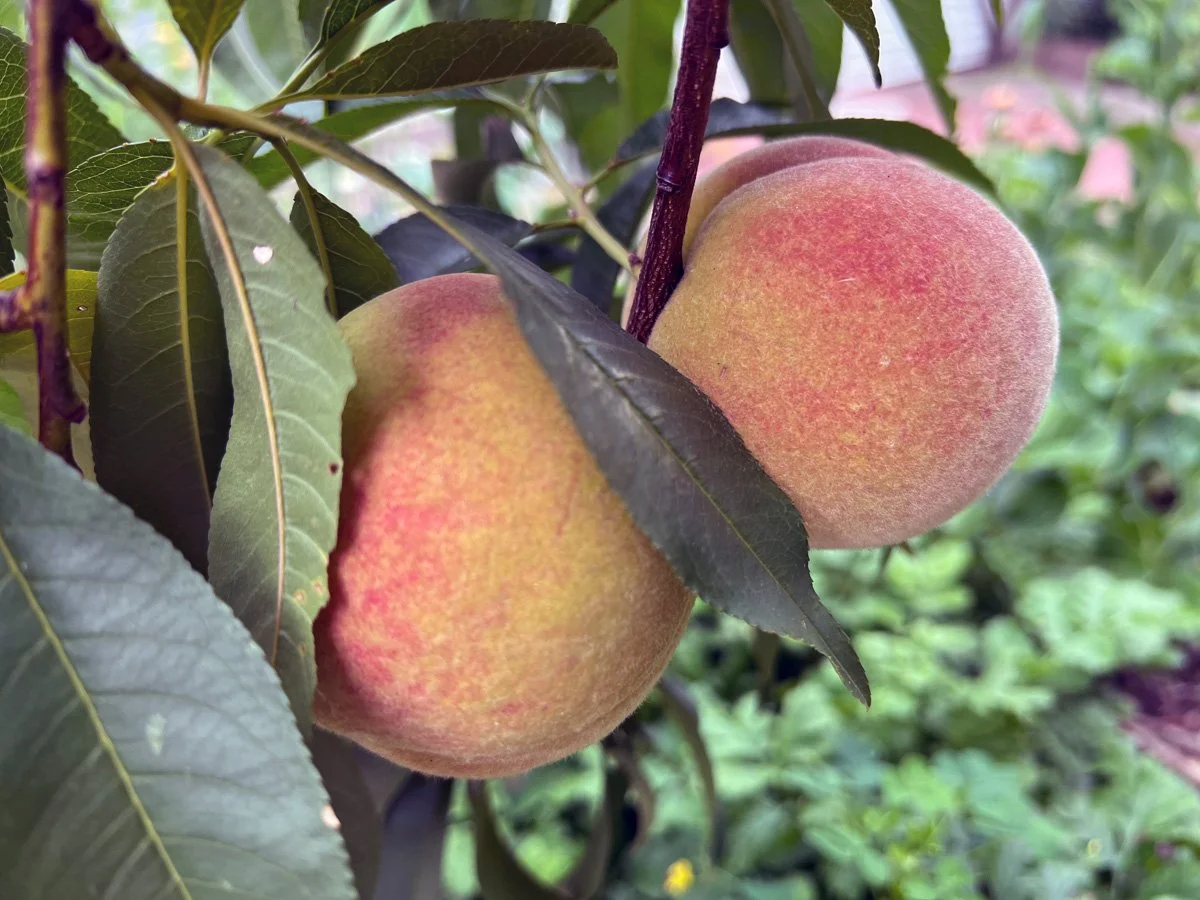 Contender Peach is a hardy and delicious variety