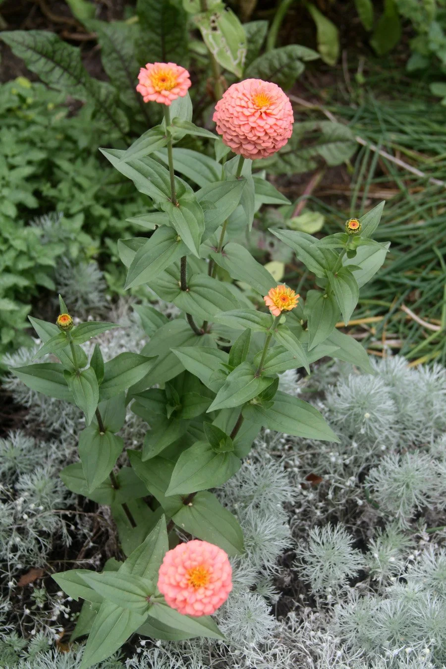 Oklahoma Salmon zinnias are pretty beside a grey artemisia and red veined sorrel