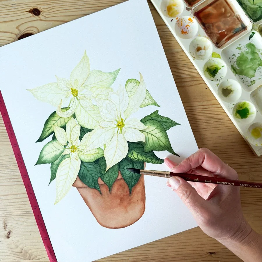 A watercolor portrait of a white poinsettia plant in a clay pot painted by Anne Butera is almost finished