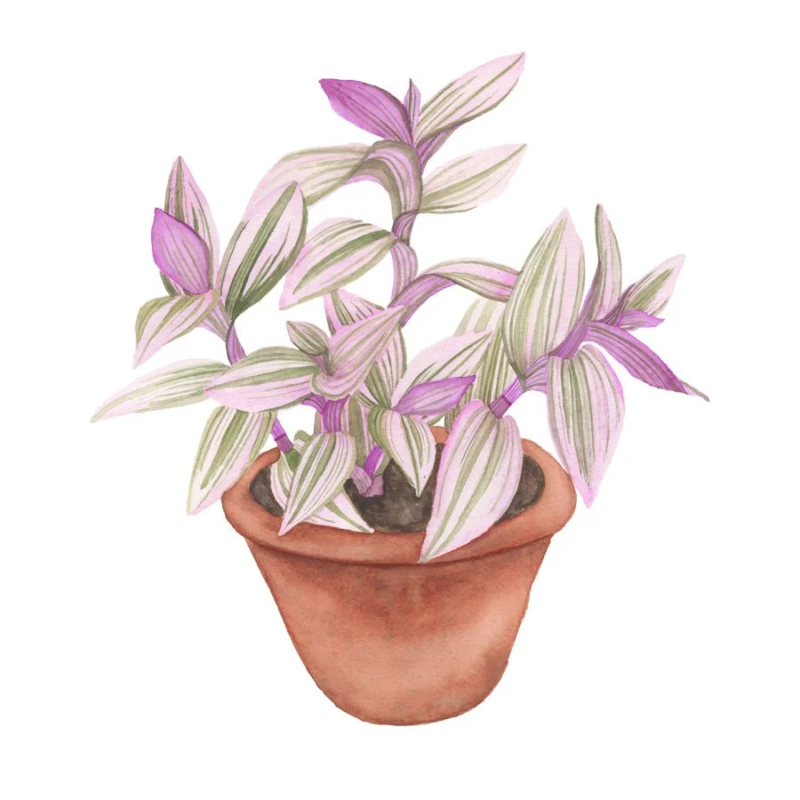 Pink Tradescantia