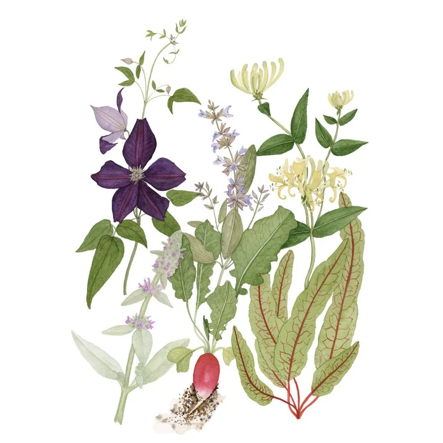 Abundant Garden Watercolor.jpg