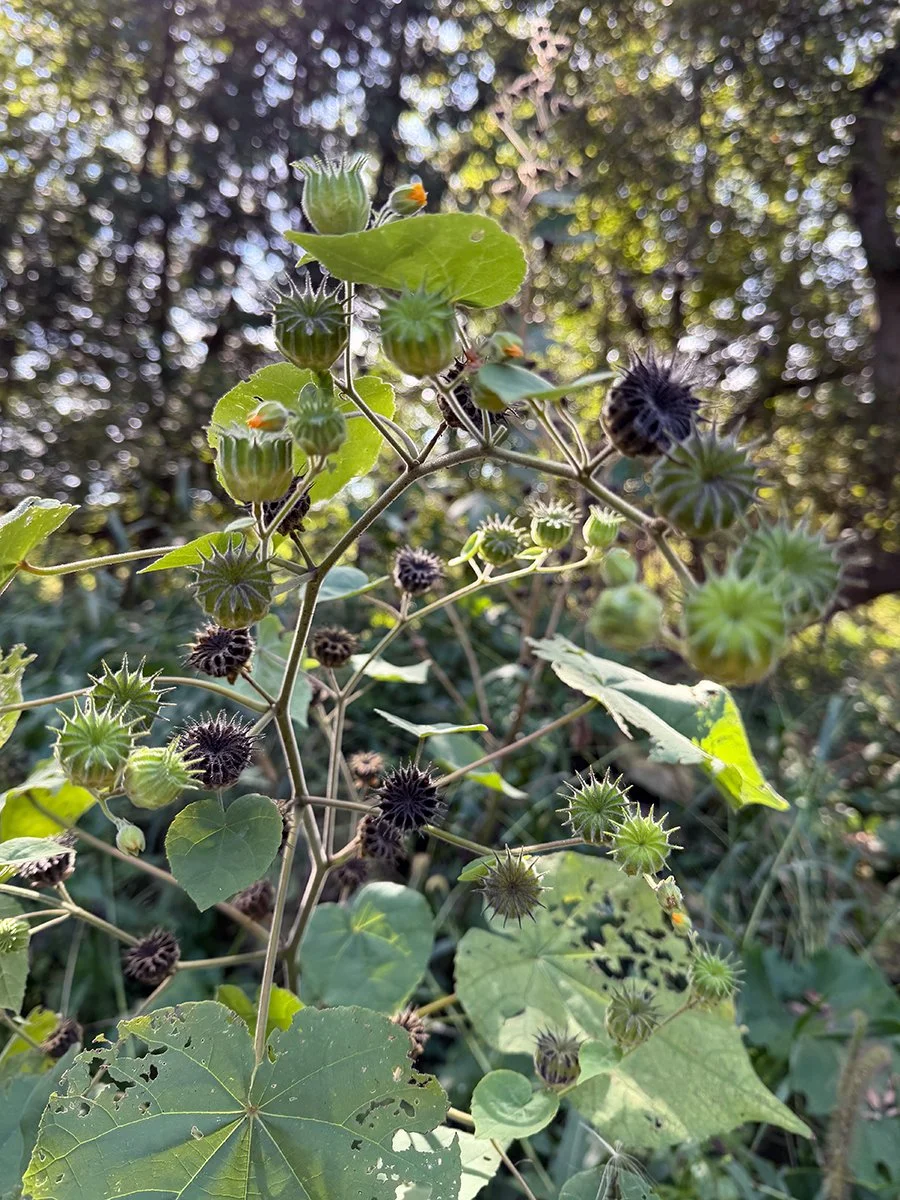 a velvet leaf plant with seed pods in varying stages of ripeness