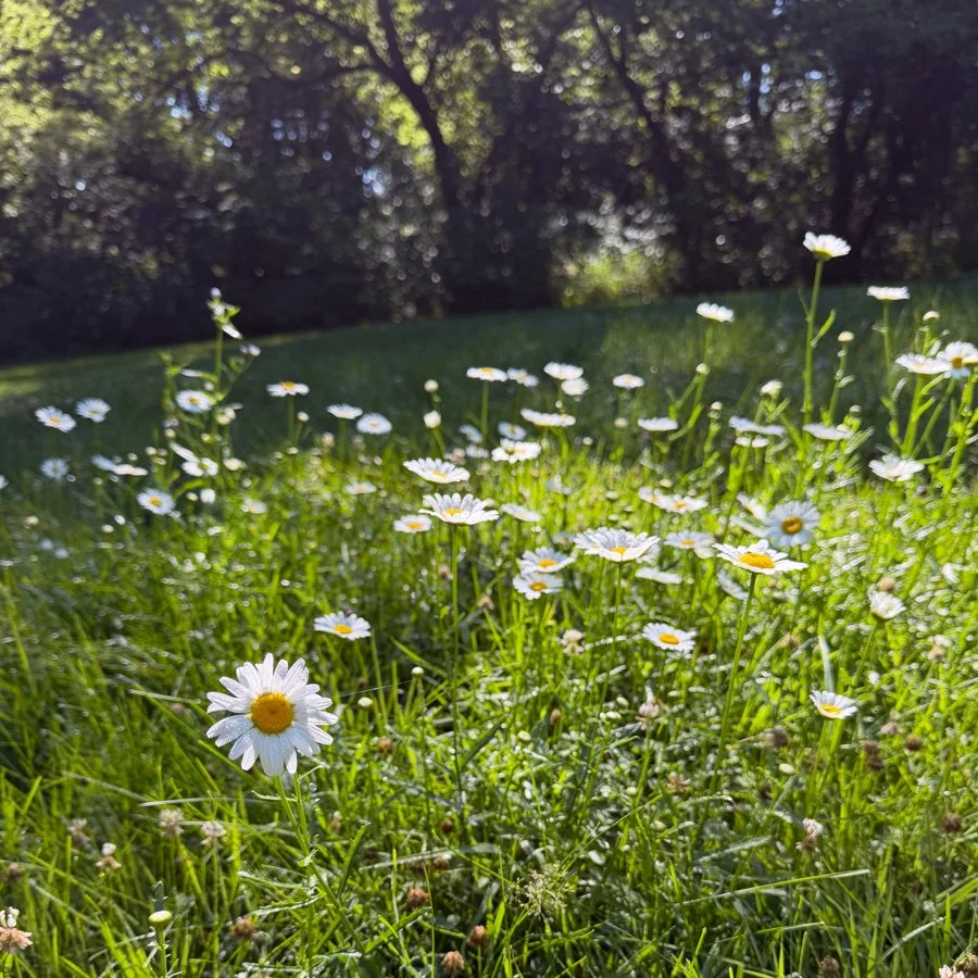 daisies growing in a patch of unmown grass