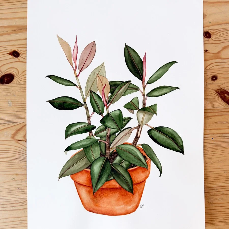 Rubber Plant.jpg