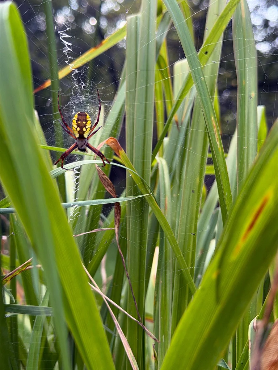 a yellow garden spider — Argiope aurantia— with a web strung between daylily leaves