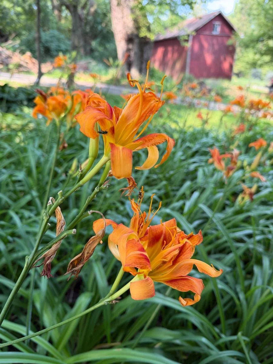beautiful orange day lilies