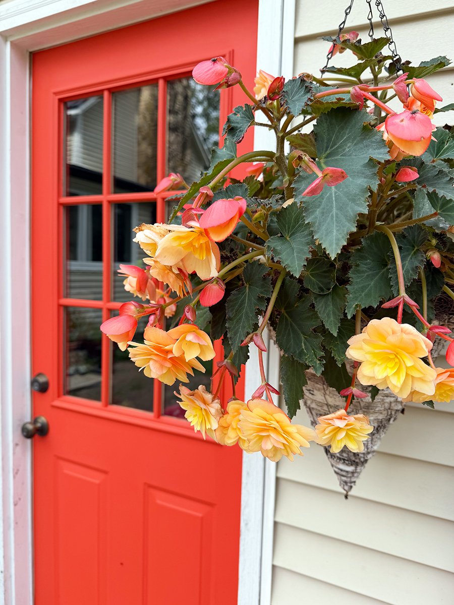 beautiful peach and gold begonias are lovely hanging beside a bright orange door