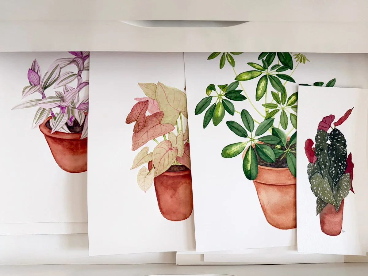 original watercolor houseplant portraits by Anne Butera are now on sale in her web shop