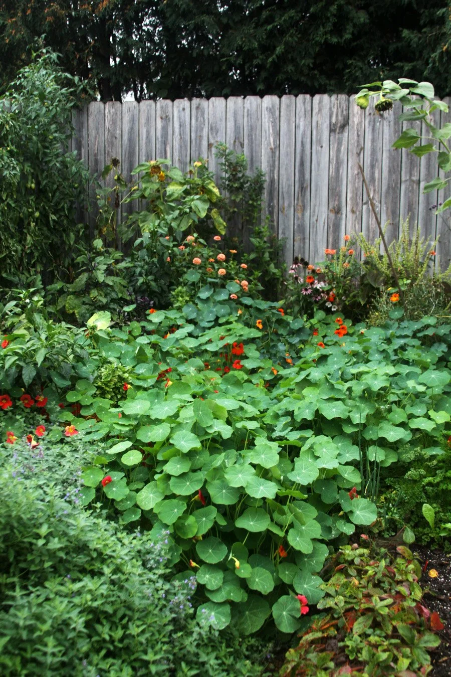 the garden in autumn is still filled with color although some of the plants are starting to fade