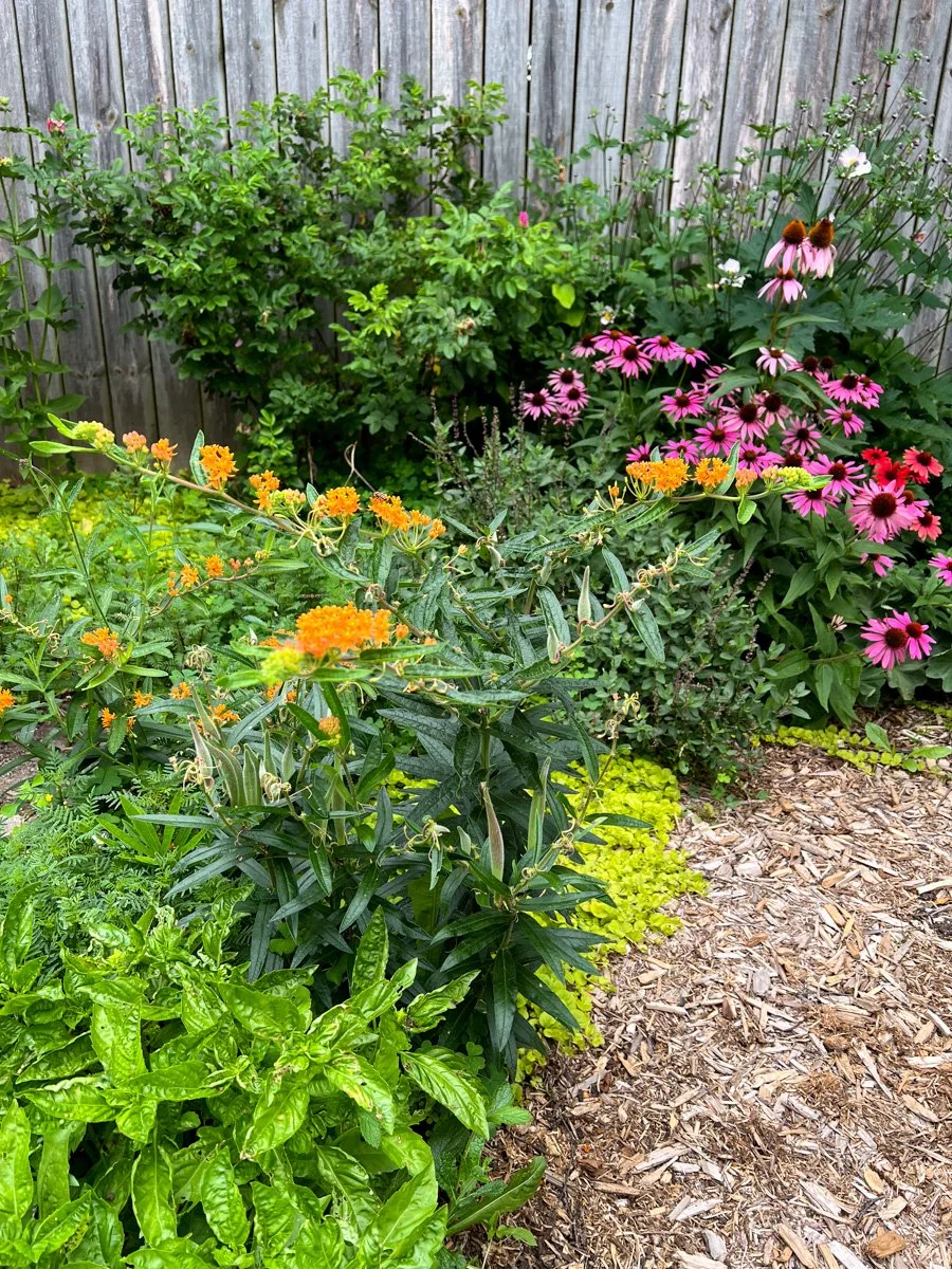 colorful herbs and flowers in a wild and productive garden