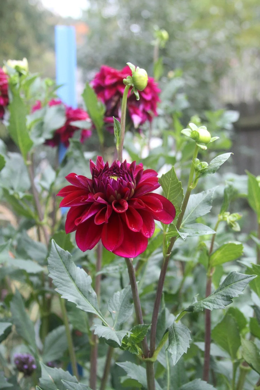 this dark purple dahlia is called Diva