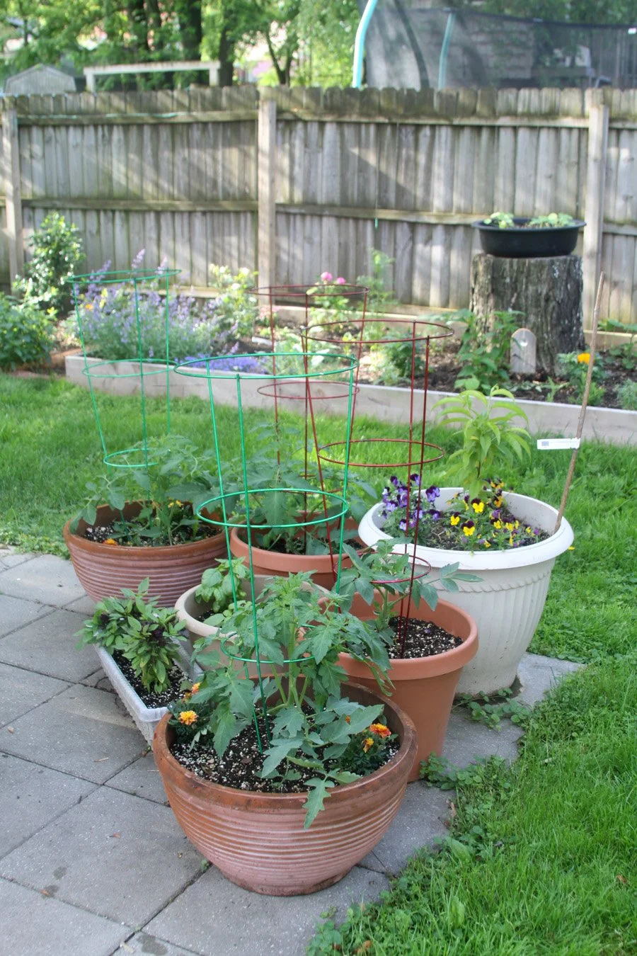 my container garden in the corner of my patio included a tiny peach tree, tomato plants and herbs