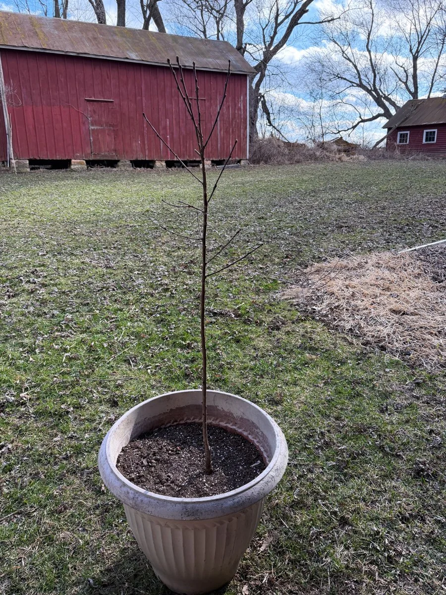 a bare root peach tree planted in a pot until its ready to go into a newly designed orchard