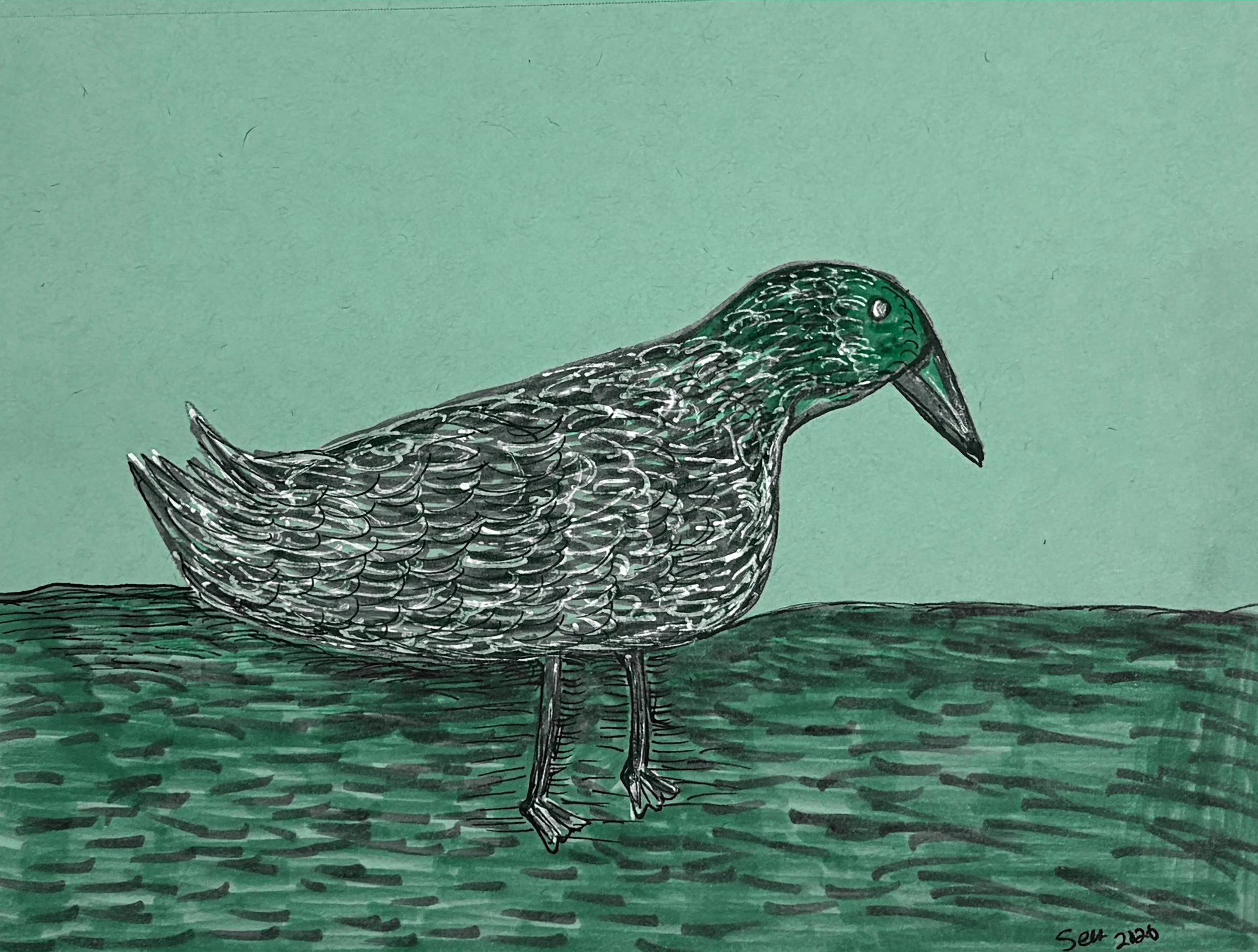 Chubby Duck II.jpg