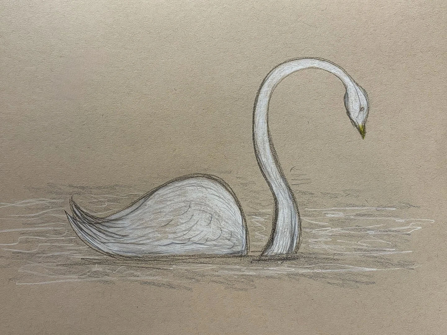 Swan 2 copy.jpg