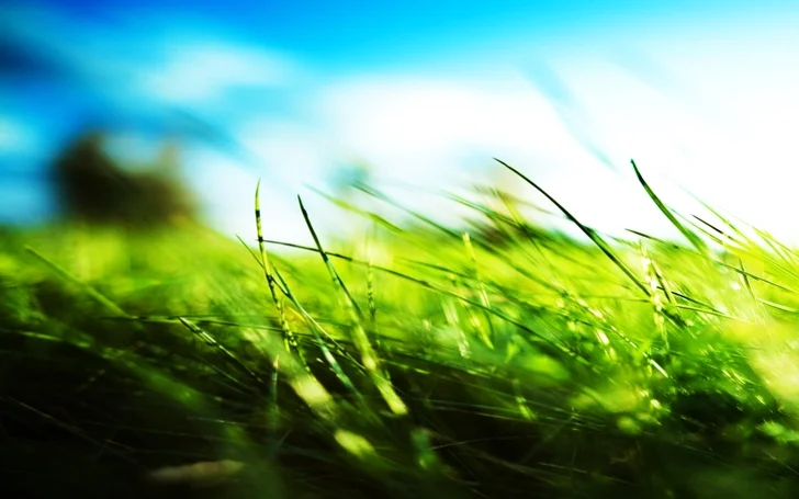 green grass peace.jpg