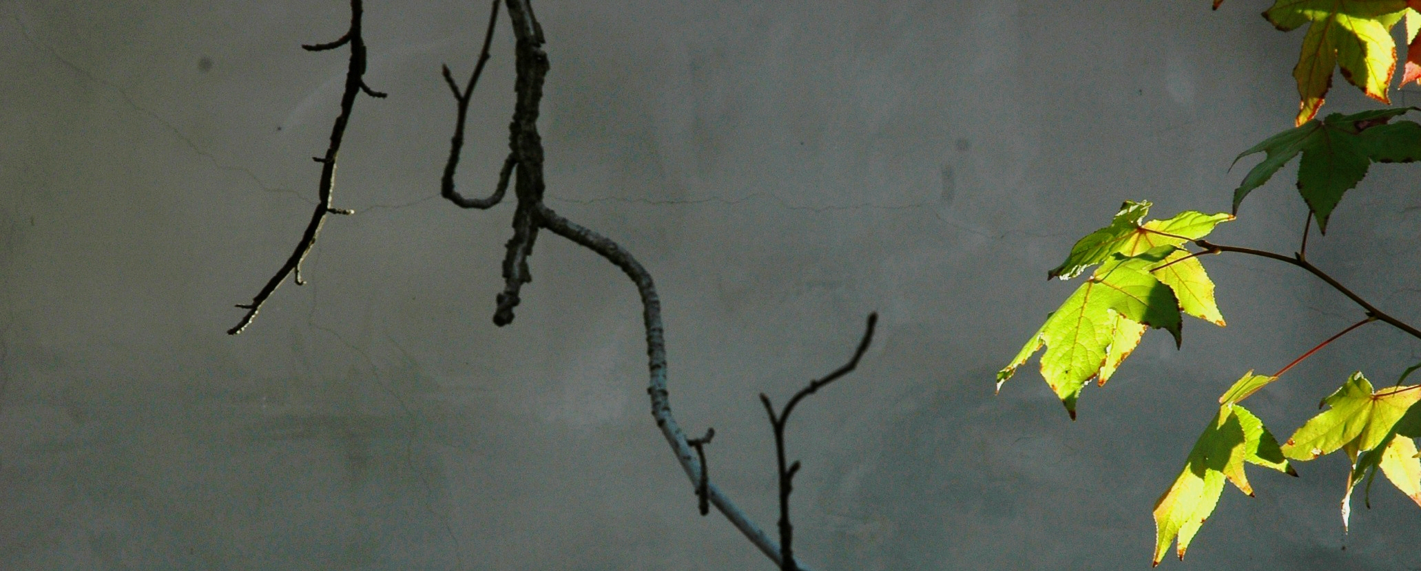MORNING DANCE 4'X9'