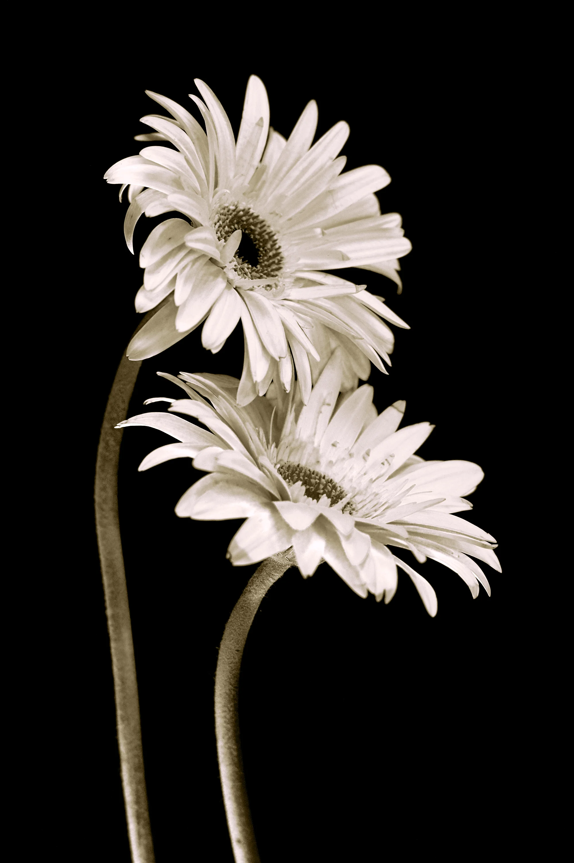DANCING DAISIES 4'X8'