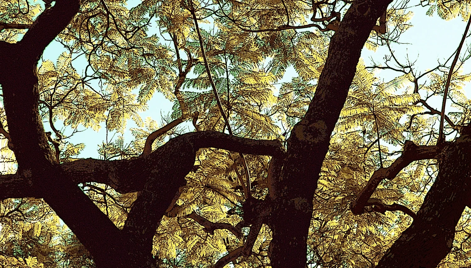 AUTUM TROPICAL BREEZE 8'X4'
